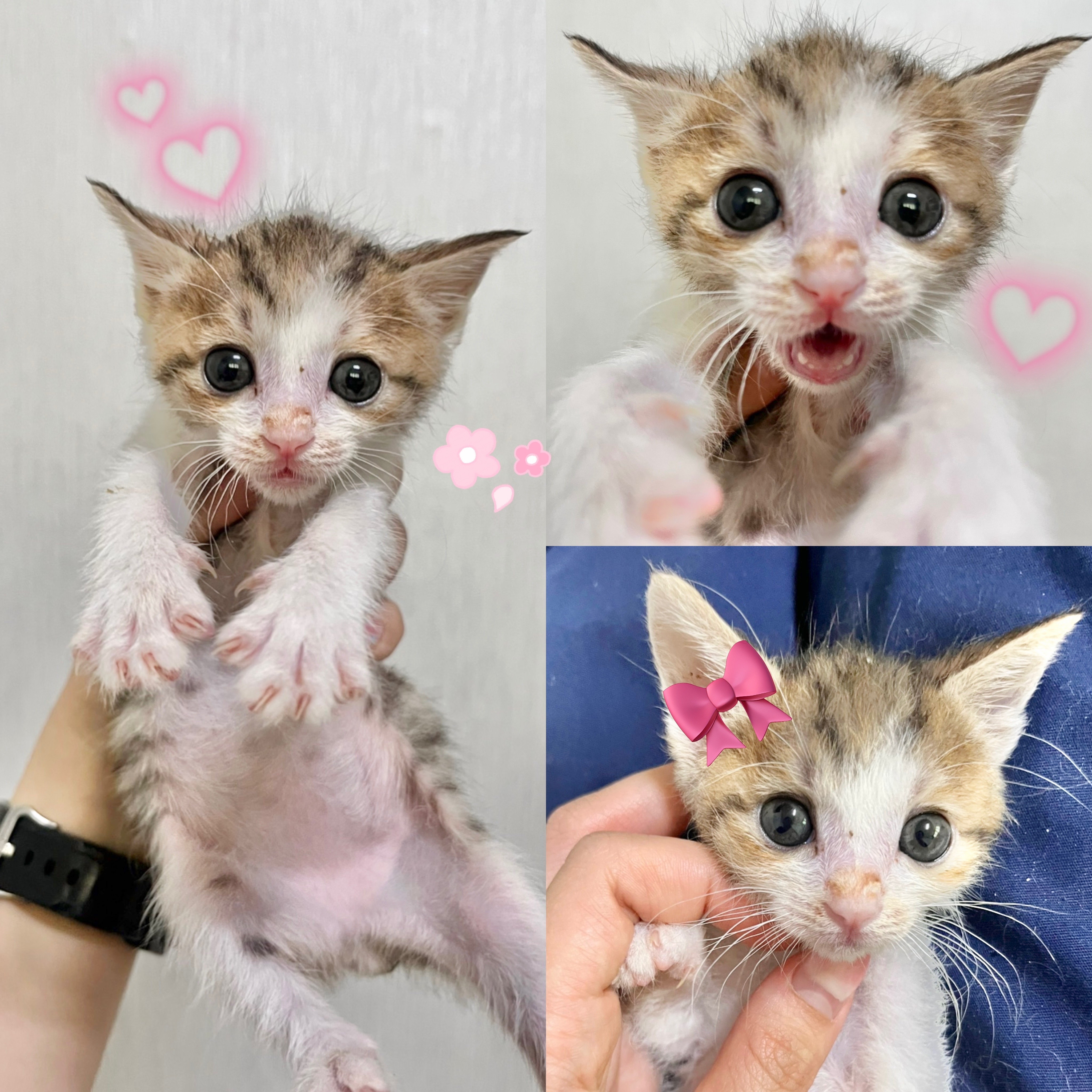 보호중 한국 고양이…